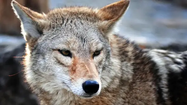 چگونه کایوت (گرگ صحرایی) را به دام بیندازیم؟ روش&zwnj;های قانونی و ایمن