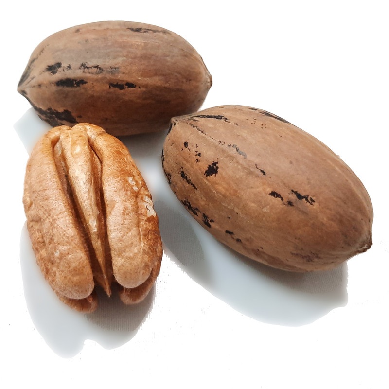 نکات مراقبت از سنجاب خانگی 2