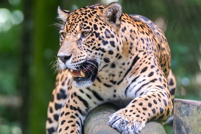 معنای معنوی توتم جگوار 1