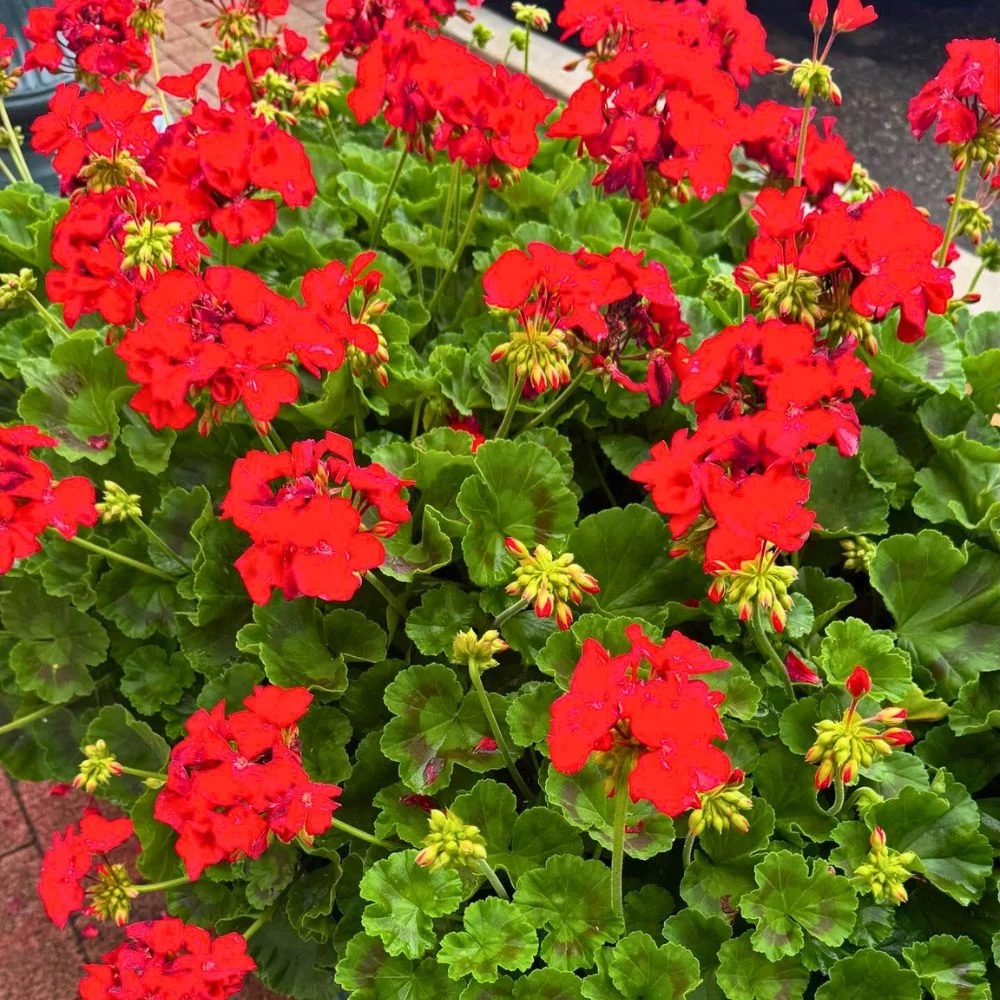 نگهداری از گل شمعدانی در خانه