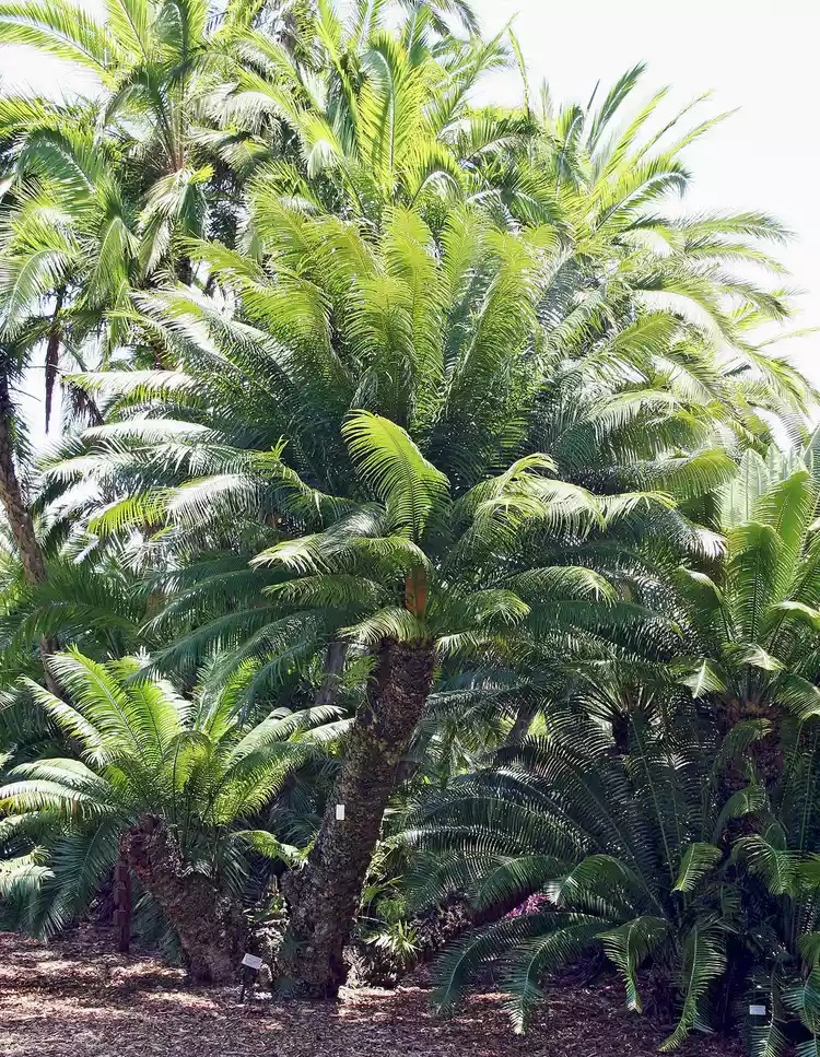 کاشت سیکاس در باغچه