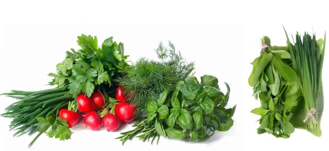 بهترین ظرف برای نگهداری سبزی خوردن