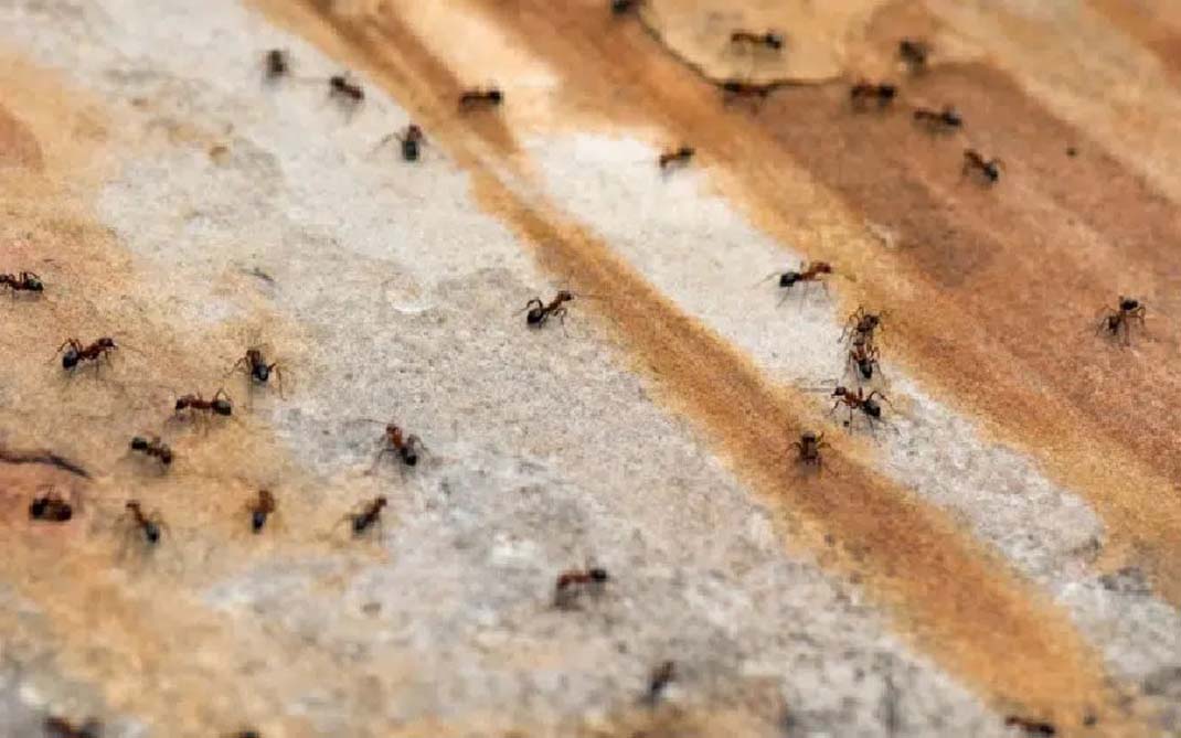 بهترین سم برای از بین بردن مورچه بالدار