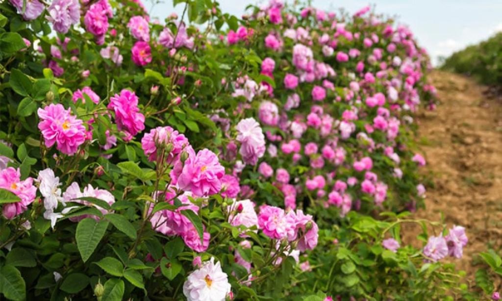 خواص جوشانده گل محمدی برای پوست