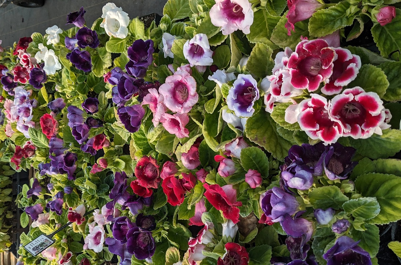 نحوه تکثیر گلکسینیا 1