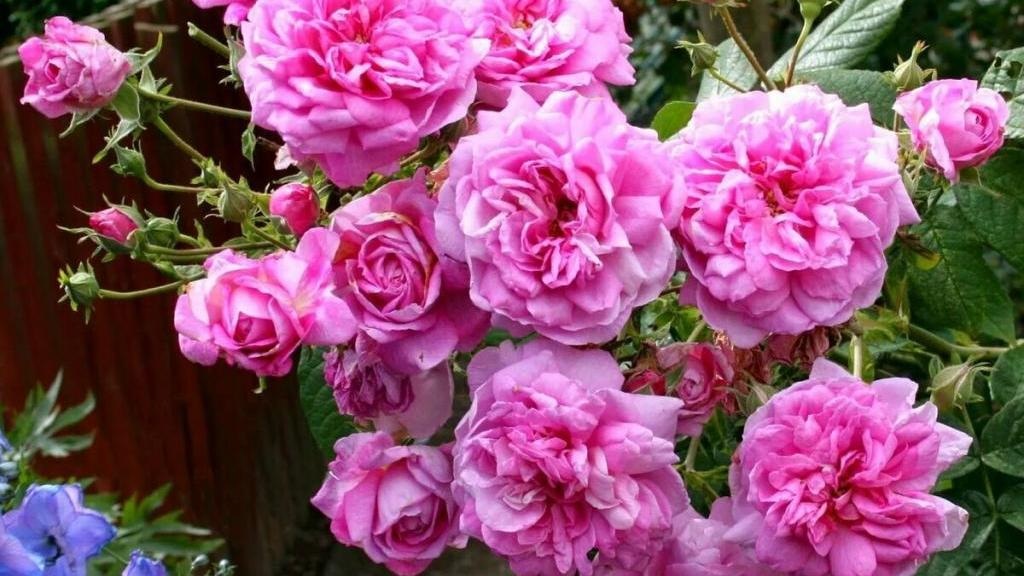 خواص جوشانده گل محمدی برای سلامتی