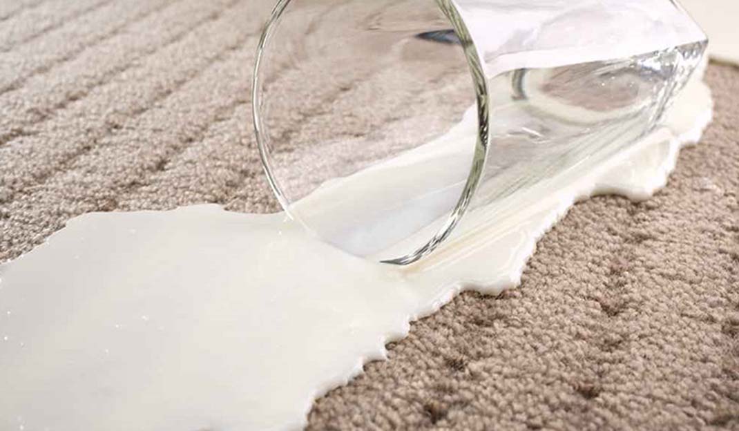 آیا شیر باعث پوسیدگی فرش میشود؟