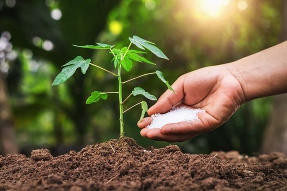 چگونه تجمع نمکهای کود در خاک به ریشه گیاه آسیب میزند؟