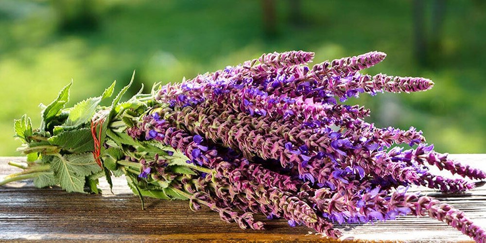 خواص دمنوش مریم گلی برای زنان