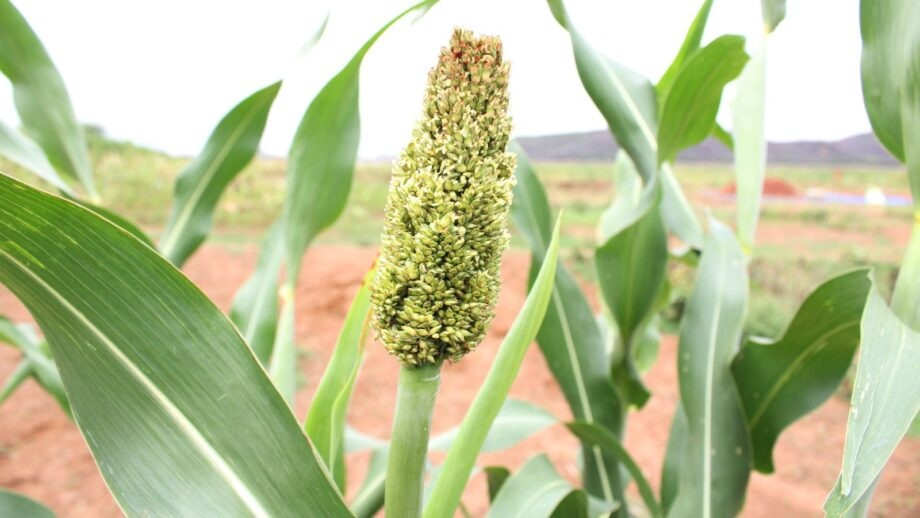 آفات و بیماریهای رایج سورگوم