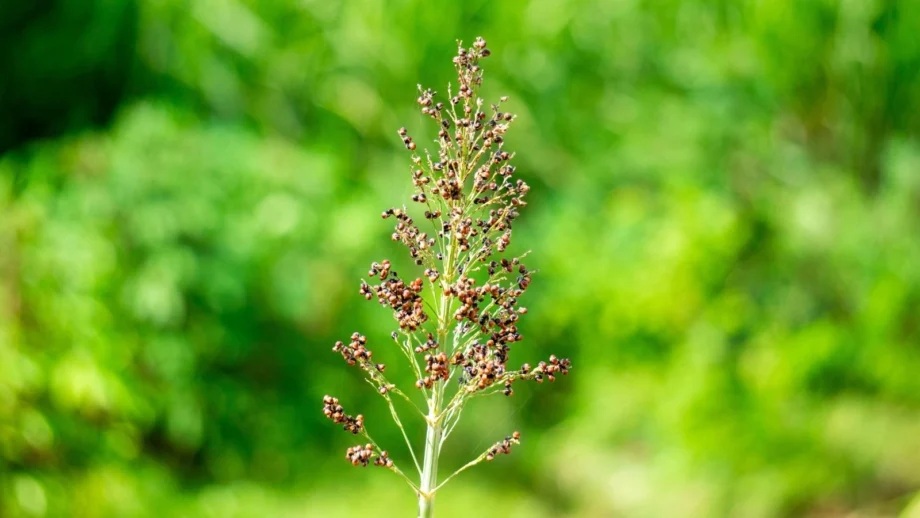 نگهداری از دانه و شیره سورگوم